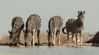 Kapstadt und Kruger National Park