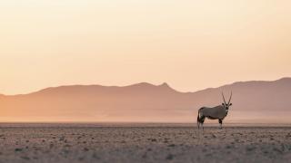 Ein einsamer Oryx streift durch die Wüste