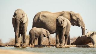 Elefantenfamilie im Madikwe Wildreservat