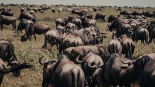 Gnuherde in der Savanne der Serengeti