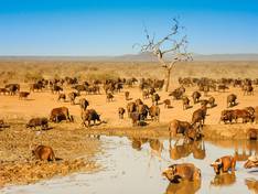 Herd of buffalo.