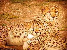 Cheetahs in Etosha Nationalpark.