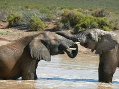 Elephant take a mud bath in The Addo National Park Elephant in Addo