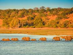Elephant herds on the Chobe River