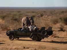 Tierbegegnungen auf Safari