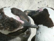 Penguins at False Bay