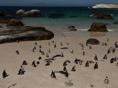 Penguins at Simons Town
