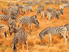 Zebra herd in the Etosha National Park